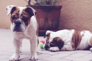 Bulldogge Welpen