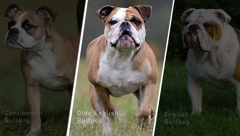 Olde English Bulldog