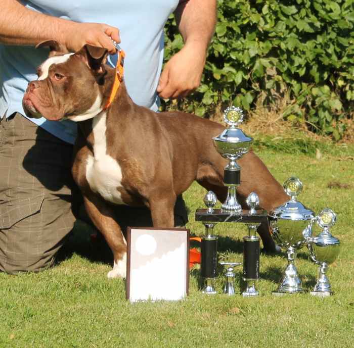 Renascence-Bulldogge