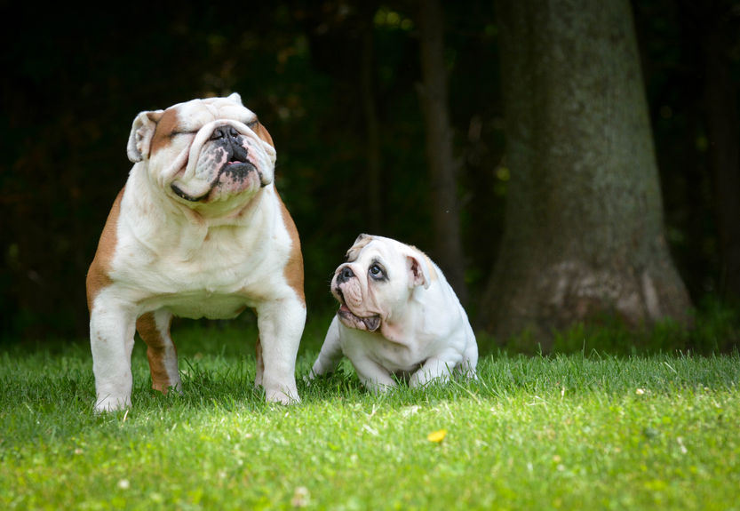 Englische Bulldogge Welpenprägung – spielerisches Kennenlernen 