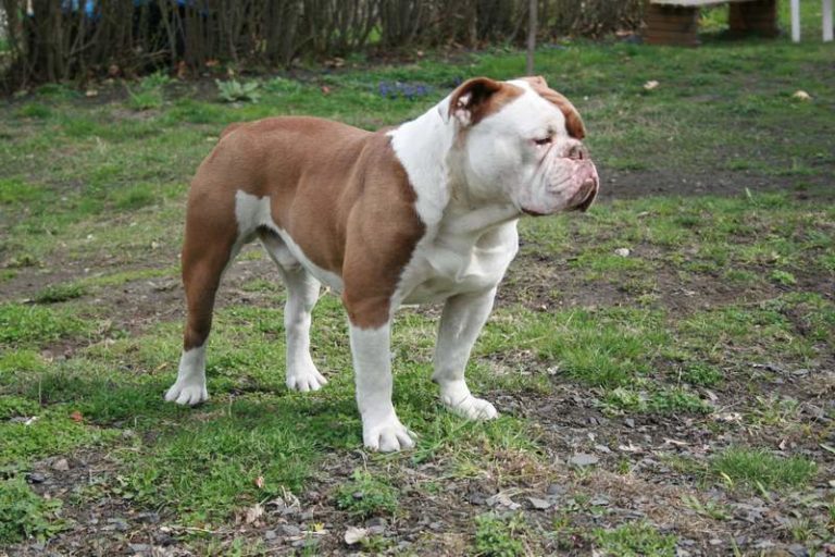 Renascence Bulldogge