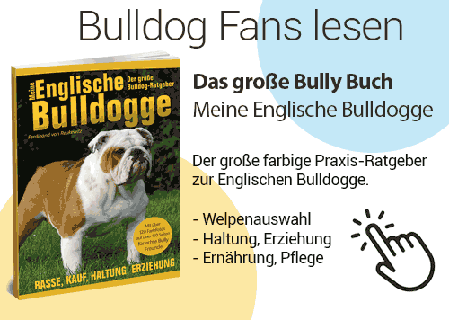 was wiegt eine ausgewachsene franzosische bulldogge