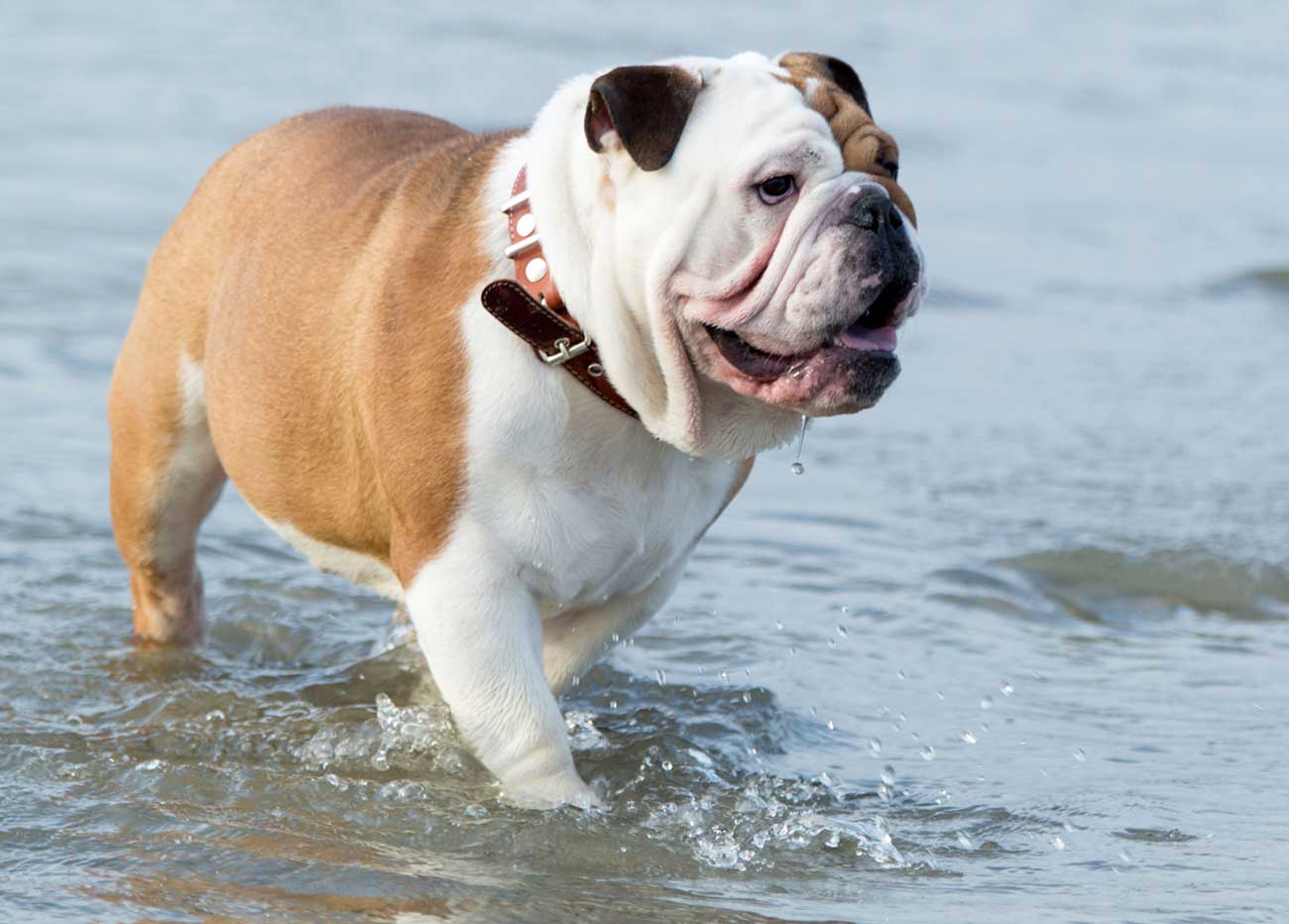 Englischen Bulldogge Grosse Und Gewicht Merkmale