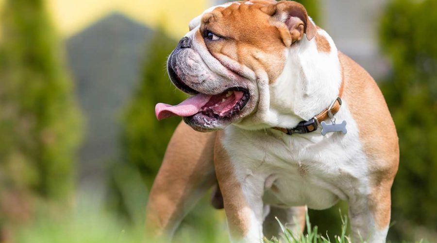 Haltung der englischen Bulldogge