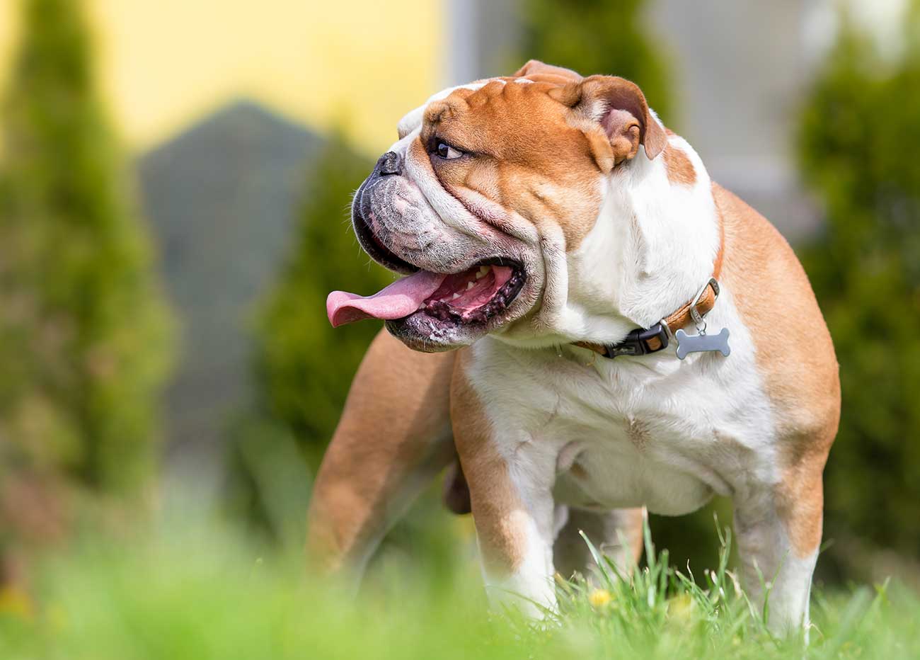 Haltung der englischen Bulldogge